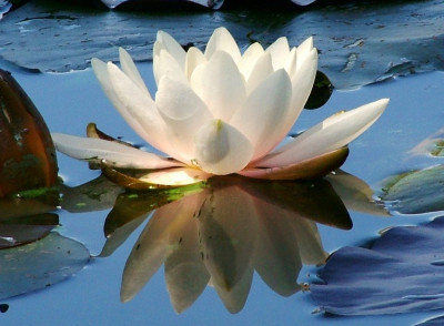 /website/assets/images/my1/images/61817788943a6__lilly-and-reflection-1543380-1279x940.jpg